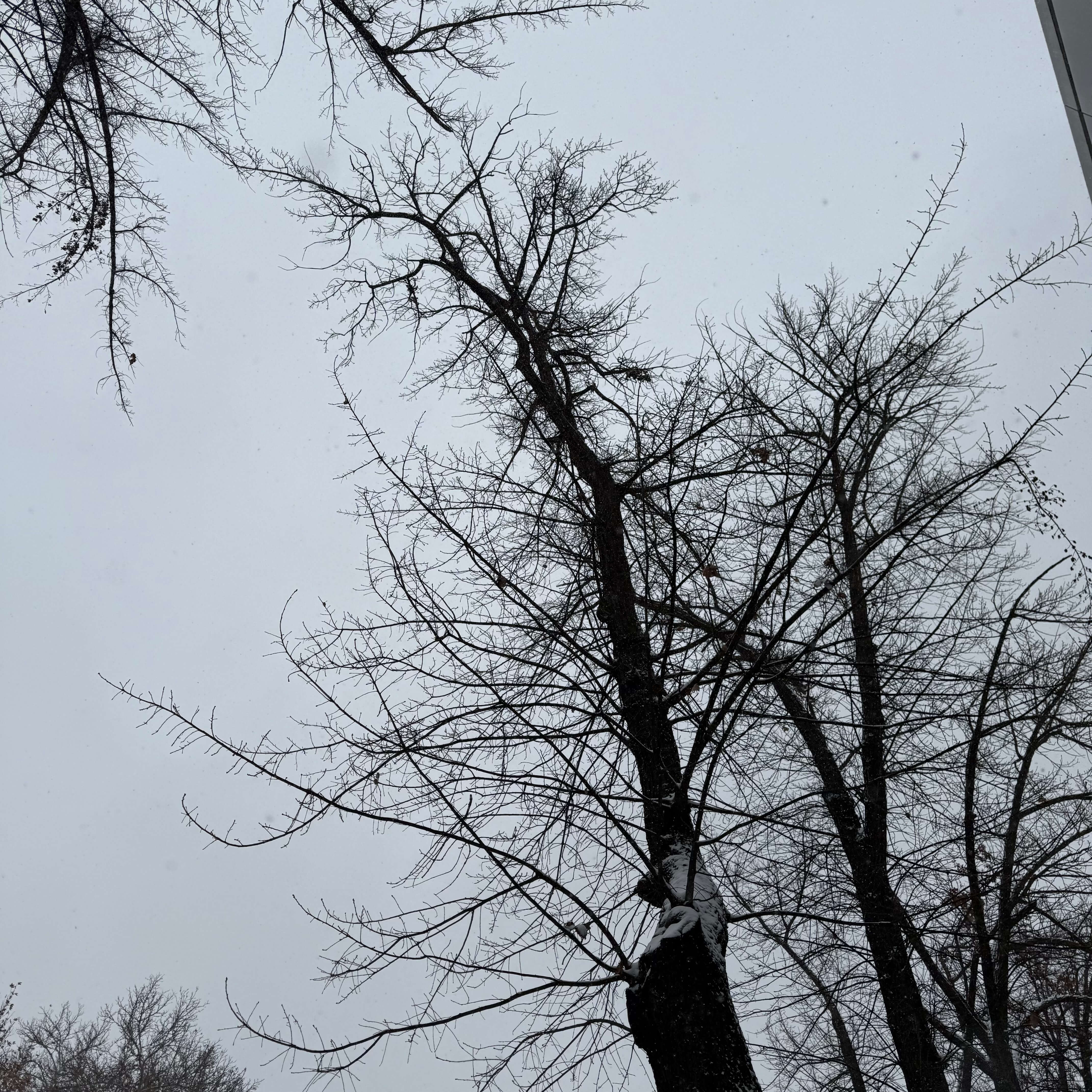 塔什干雪景2